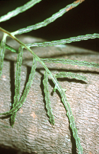 close-up photo of woodwardia areolata sori